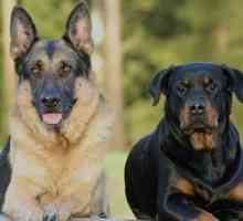 Urmăriți câini: fotografie, nume de rasă, descriere
