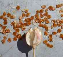 Stratificarea semințelor este ... Semințe: pregătire pentru însămânțare