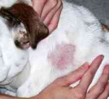 Ringworm la câine: semne, pericol și tratament