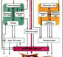 Sistemul Striopallidarnaya: fiziologie. Funcțiile sistemului striopallidal
