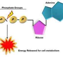 Structura ATP și rolul biologic. Funcțiile ATP