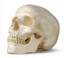 Structura craniului uman. Este gândit de natura ...