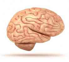Structura creierului uman. Ce este sub craniu?