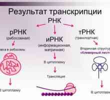 Structura și funcția ADN și ARN (Tabel)