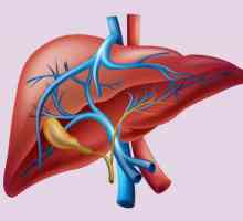 Structura și funcția ficatului în organism