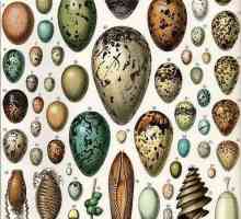Structura oului pasărelor: o schemă, caracteristici