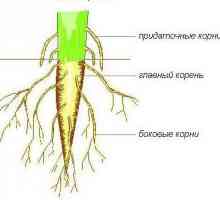 Structura rădăcinii plantei. Caracteristicile structurii rădăcinii