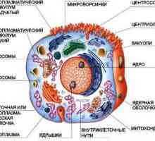 Structura lizozomilor și rolul lor în metabolismul celular