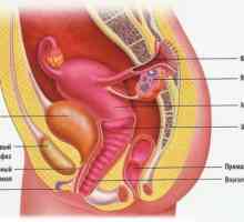 Structura sistemului reproductiv feminin: anatomie, fiziologie