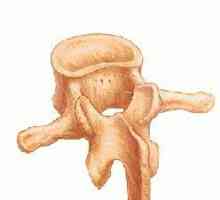 Structura vertebrei. Caracteristicile structurii vertebrelor coloanei vertebrale, toracice și…