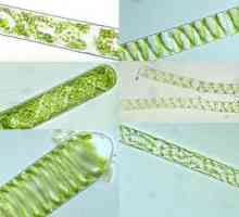 Structura spirogyra - un reprezentant tipic al departamentului Algae verzi