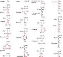 Structura proteinelor structurii cuaternare, caracteristici ale sintezei și ale geneticii