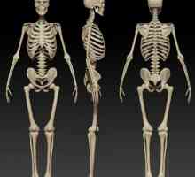 Structura și funcțiile scheletului uman. Structura scheletului