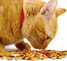 Hrana uscata pentru pisici `Farmina` - recenzii, caracteristici, tipuri si…