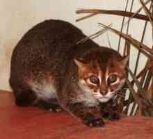 Pisica Sumatran: descrierea speciilor
