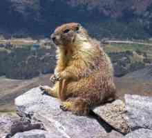 Marmot (un bobak) este un animal de valoare