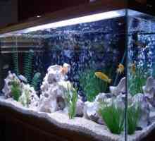 LED-uri de iluminat acvariu. Lămpi LED și bandă pentru acvariu. Calculul iluminatului cu LED-uri…