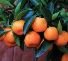 Proprietățile și compoziția mandarinelor