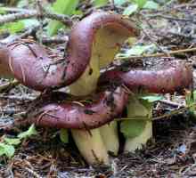 Sunt ciupercile crude - ciupercile comestibile sau nu? Tipuri de russula. False și adevărate…