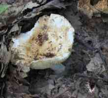 Ciuperci crude: decapare conform unei rețete tradiționale