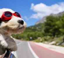 Tablete pentru câini de la boala de mișcare. Ce se întâmplă dacă câinele se balansează în mașină?