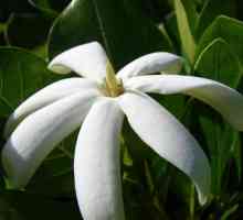 Tahitian Gardenia: fotografie, descriere, îngrijire