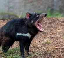 Тасманский дьявол, животное: описание, распространение, образ жизни
