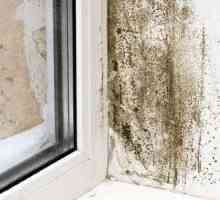 `Teflex`: anti-mucegai pentru pereți. Remedii populare pentru combaterea fungilor