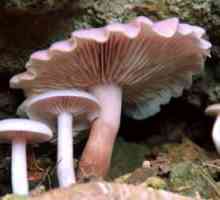 Corpurile de ciuperci se formează prin ce? Caracteristicile structurii corpului ciupercilor