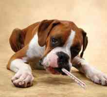 Accident vascular cerebral la un câine: semne și tratament