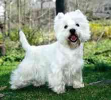 Terrier West Highland White: caracter, descriere și feedback din partea crescătorilor de câini…
