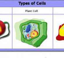 Tipuri de organizare celulară a microorganismelor