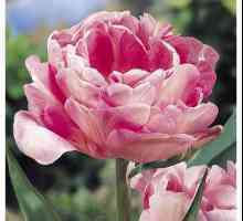 Tulip `Angelica`. Descrierea soiului