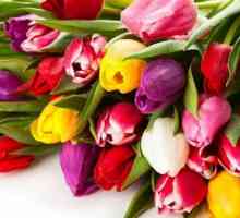 Tulip multicolor: descrierea soiurilor, plantare și îngrijire
