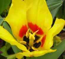 Tulip Shrenka: descriere și loc de creștere. Care este diferența dintre lalea Schröck și lalea…
