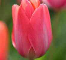 Tulip Van Eyck: fotografie, descriere, distribuție