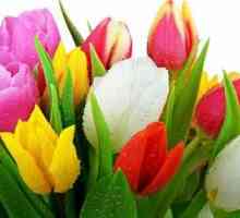 Tulip: cultivarea și îngrijirea în grădină