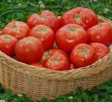 Afidele pe tomate sunt parazitul numărul unu! Mai multe moduri de a trata cu ea