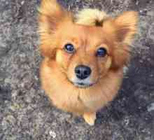 Toy Terrier roșiatică: fotografie și descrierea rasei de câini