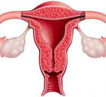 Grosimea endometrului de către zilele ciclului: rate și deviații