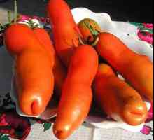 Tomato `auriya`: descrierea soiului, cultivarea, recenzii