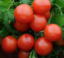 Tomato `stejarul`: descriere, răspunsuri și fotografii