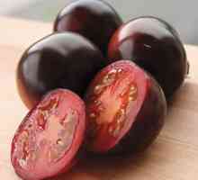 Tomato Indigo Rose: descrierea soiului, cultivarea, recenzii