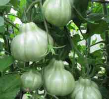 Tomato "smochine roz": trăsături și avantaje ale cultivării