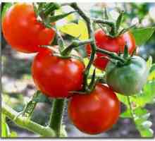 Tomato Yamal: varietate neîntențiată cu caracteristici excelente