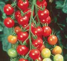 Tomato `cranberries in sugar` - recenzii ale clientilor. Cultivarea și îngrijirea…