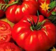 Tomato King of Kings: recenzii ale rezidenților de vară