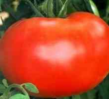 Tomato `red cap`: fotografii, descrierea mărcii, recenzii
