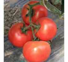 Tomato Linda: o descriere a două specii cu același nume