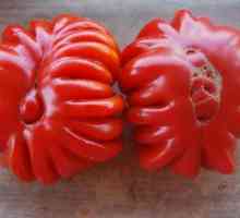 Tomato `Lorraine beauty` este similar cu crizantemea